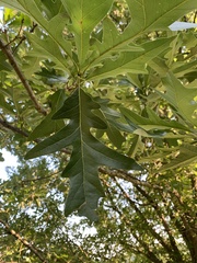 Quercus