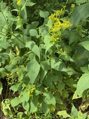 Verbesina occidentalis