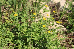 Pulicaria dysenterica