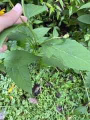 Heliopsis helianthoides