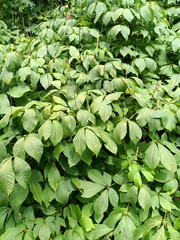 Aesculus parviflora
