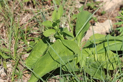 Symphytum officinale