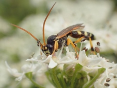 Ichneumon sarcitorius