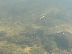 Heterotilapia buettikoferi