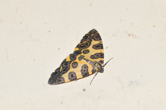 Pantherodes