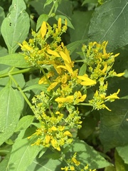 Verbesina occidentalis