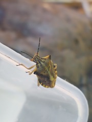 Carpocoris fuscispinus