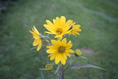 Helianthus tuberosus
