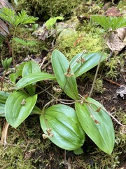 Scoliopus hallii