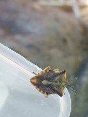 Carpocoris fuscispinus