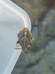 Carpocoris fuscispinus