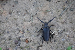Prionus coriarius