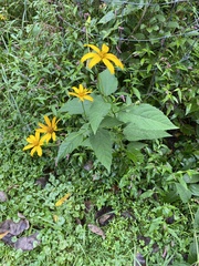 Heliopsis helianthoides