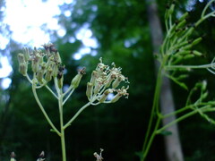 Arnoglossum atriplicifolium