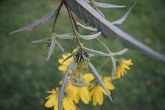 Helianthus tuberosus