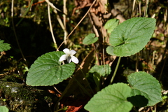 Viola