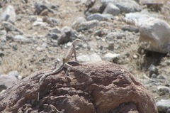 Callisaurus draconoides