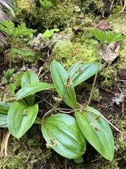 Scoliopus hallii
