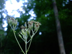 Arnoglossum atriplicifolium