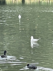 Chroicocephalus ridibundus