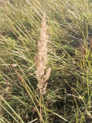 Calamagrostis