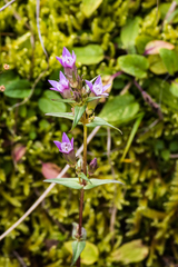 Gentianella amarella