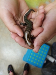 Plestiodon inexpectatus