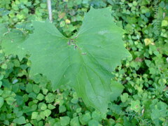 Arnoglossum atriplicifolium