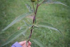 Helianthus tuberosus