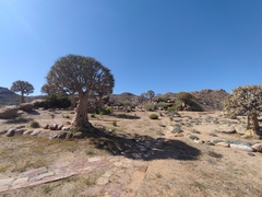 Aloidendron dichotomum