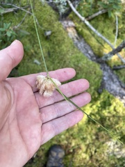 Eriophorum virginicum