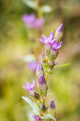 Gentianella amarella