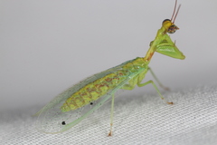 Zeugomantispa minuta