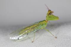 Zeugomantispa minuta