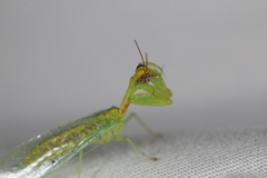 Zeugomantispa minuta