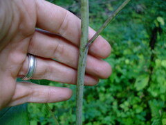 Arnoglossum atriplicifolium