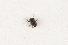 Onthophagini