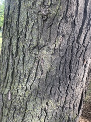 Quercus ellipsoidalis