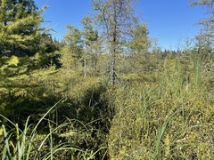 Eriophorum virginicum