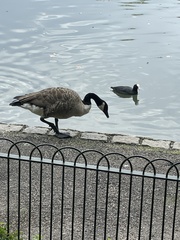 Branta canadensis