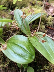 Scoliopus hallii