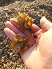 Padina pavonica