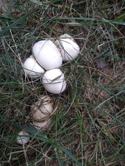 Lycoperdon pratense