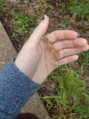 Coleataenia rigidula