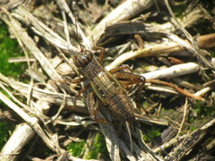 Allonemobius fasciatus