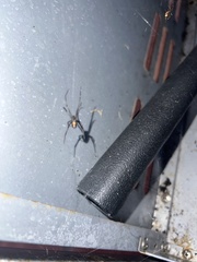 Latrodectus hesperus