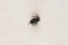 Onthophagini
