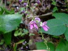 Phaseolus polystachios