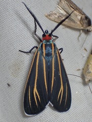 Ctenucha venosa