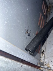 Latrodectus hesperus